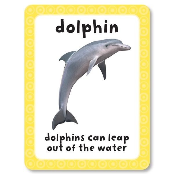 Get Set Go: ABC, 123, Animals, Colour Flashcards Set